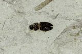 Fossil Insect Cluster (Cranefly Larva & Beetle) - Utah #111399-1